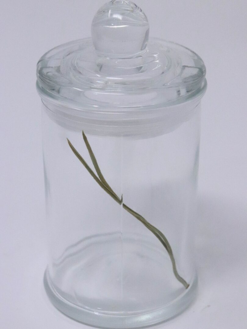 Heritage Branch Collection - Image 4